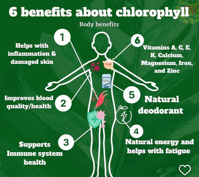 Sea Moss Gel with Chlorophyll 16oz.