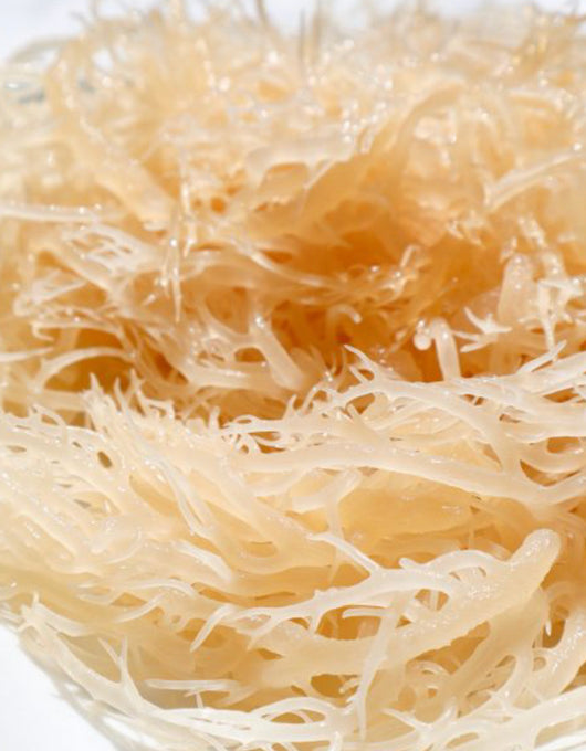 Sea Moss Gel with Chlorophyll 16oz.